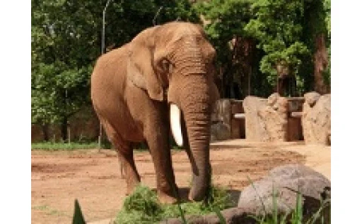 八木山動物公園オフィシャルサポーター