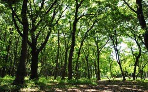 14．小規模樹林地の保全に協力したい！（横浜市協働の森基金）