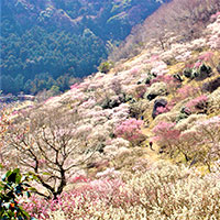 神奈川県湯河原町のふるさと納税お礼の品3