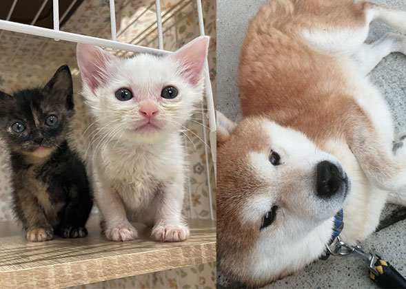 動物たちの命を守るプロジェクト