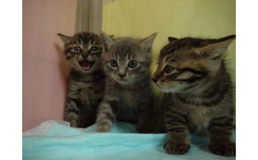 動物愛護の推進