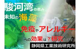 目指せ！駿河湾の海藻でアレルギー改善！