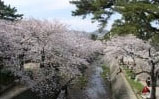 花と緑のまちづくりを進める事業（緑化基金）
