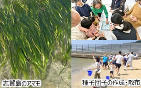 「海のゆりかご」アマモ場づくり活動