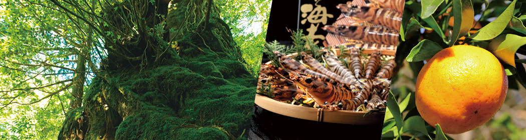 鹿児島県屋久島町