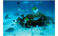 サンゴ礁と共生する環境保全に関する事業