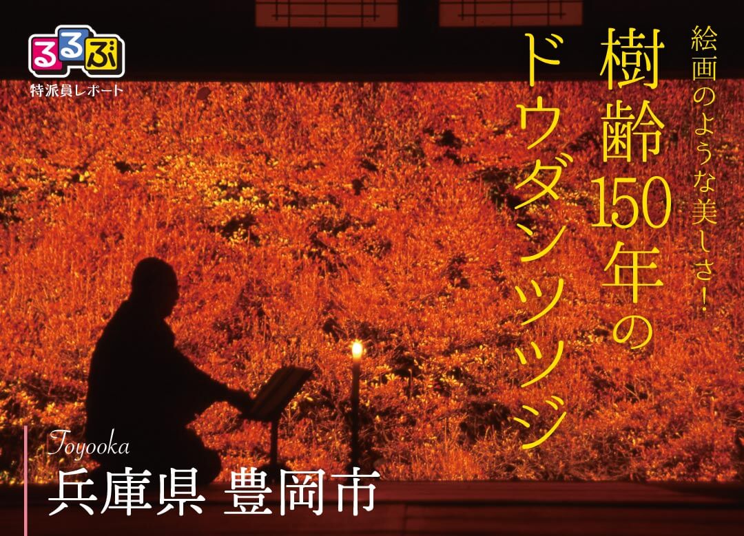 樹齢150年のドウダンツツジ | 兵庫県豊岡市 の旅行レポート