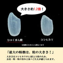 【令和8年産】【日本農業賞大賞】ひゃくまん穀2.7kg精白米&nbsp;能美市&nbsp;お米&nbsp;精米銘柄米&nbsp;精米したて&nbsp;一等米