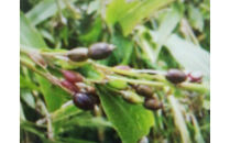 自家栽培はとむぎ茶２袋（１袋12ｇ×50個）