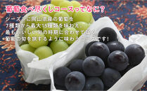 岡山のぶどう食べ尽くし&nbsp;ライトコース全7種（7回お届け）