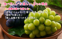 岡山のぶどう食べ尽くし&nbsp;レギュラーコース全10種（10回お届け）