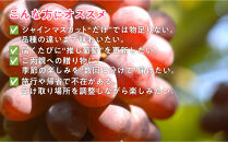 岡山のぶどう食べ尽くし&nbsp;レギュラーコース全10種（10回お届け）