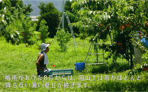 岡山の桃　8月-9月&nbsp;&nbsp;４回定期便　（桃3-4玉/1kg)