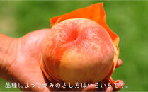 岡山県産　晩生の桃　8月&nbsp;-&nbsp;9月にお届け（桃3-4玉/1kg)
