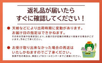 山根農園&nbsp;新甘泉&nbsp;2kg【2026年8月下旬以降発送】