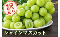 北栄町産シャインマスカット　約２kg(訳あり品)【9月上旬以降お届け】
