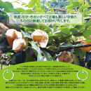 東商果樹園&nbsp;二十世紀梨(赤秀)3kg&nbsp;【鳥取県&nbsp;境港市】