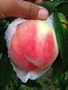 ［先行予約］訳あり桃&nbsp;約1.5kg&nbsp;4～8玉入り&nbsp;和歌山県産日川・白鳳・清水白鳳・川中島等
