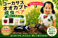 【虹色Farm】コーカサスオオカブト&nbsp;成虫ペア&nbsp;～初心者の方も安心！飼育キット4点付(育て方解説書・転倒防止材・ゼリー・飼育マット)～｜京都&nbsp;オオカブト&nbsp;人気［&nbsp;カブトムシ&nbsp;コーカサスオオカブト&nbsp;成虫&nbsp;ペア&nbsp;飼育キット&nbsp;説明書付&nbsp;人気&nbsp;おすすめ&nbsp;自由研究&nbsp;夏休み&nbsp;体験&nbsp;自然&nbsp;昆虫&nbsp;虫&nbsp;お取り寄せ&nbsp;通販&nbsp;送料無料&nbsp;ふるさと納税&nbsp;］