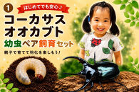 【虹色Farm】コーカサスオオカブト&nbsp;幼虫2匹(ペア)　～初心者の方も安心！飼育キット２点付(育て方解説書・飼育マット)｜京都&nbsp;オオカブト&nbsp;人気［&nbsp;カブトムシ&nbsp;コーカサスオオカブト&nbsp;幼虫&nbsp;ペア&nbsp;オス&nbsp;メス&nbsp;飼育キット&nbsp;説明書付&nbsp;人気&nbsp;おすすめ&nbsp;自由研究&nbsp;夏休み&nbsp;体験&nbsp;自然&nbsp;昆虫&nbsp;虫&nbsp;お取り寄せ&nbsp;通販&nbsp;送料無料&nbsp;ふるさと納税&nbsp;］