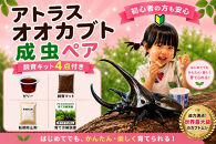 【虹色Farm】アトラスオオカブト&nbsp;成虫ペア&nbsp;～初心者の方も安心！飼育キット4点付(育て方解説書・転倒防止材・ゼリー・飼育マット)～｜京都&nbsp;オオカブト&nbsp;人気［&nbsp;カブトムシ&nbsp;アトラスオオカブト&nbsp;成虫&nbsp;ペア&nbsp;オス&nbsp;メス&nbsp;飼育キット&nbsp;説明書付&nbsp;人気&nbsp;おすすめ&nbsp;自由研究&nbsp;夏休み&nbsp;体験&nbsp;自然&nbsp;昆虫&nbsp;虫&nbsp;お取り寄せ&nbsp;通販&nbsp;送料無料&nbsp;ふるさと納税&nbsp;］