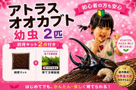 【虹色Farm】アトラスオオカブト&nbsp;幼虫2匹(ペア)&nbsp;～初心者の方も安心！飼育キット２点付(育て方解説書・飼育マット)｜京都&nbsp;オオカブト&nbsp;人気［&nbsp;カブトムシ&nbsp;アトラスオオカブト&nbsp;幼虫&nbsp;ペア&nbsp;オス&nbsp;メス&nbsp;飼育キット&nbsp;説明書付&nbsp;人気&nbsp;おすすめ&nbsp;自由研究&nbsp;夏休み&nbsp;体験&nbsp;自然&nbsp;昆虫&nbsp;虫&nbsp;お取り寄せ&nbsp;通販&nbsp;送料無料&nbsp;ふるさと納税&nbsp;］