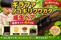【虹色Farm】ギラファノコギリクワガタ&nbsp;成虫ペア&nbsp;～初心者の方も安心！飼育キット4点付(育て方解説書・転倒防止材・ゼリー・飼育マット)～｜京都&nbsp;クワガタ&nbsp;人気［&nbsp;クワガタ&nbsp;ギラファノコギリクワガタ&nbsp;成虫&nbsp;ペア&nbsp;オス&nbsp;メス&nbsp;飼育キット&nbsp;説明書付&nbsp;人気&nbsp;おすすめ&nbsp;自由研究&nbsp;夏休み&nbsp;体験&nbsp;自然&nbsp;昆虫&nbsp;虫&nbsp;お取り寄せ&nbsp;通販&nbsp;送料無料&nbsp;ふるさと納税&nbsp;］