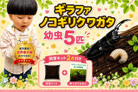 【虹色Farm】ギラファノコギリクワガタ&nbsp;幼虫５匹&nbsp;～初心者の方も安心！飼育キット２点付(育て方解説書・飼育マット)｜京都&nbsp;クワガタ&nbsp;人気［&nbsp;クワガタ&nbsp;ギラファノコギリクワガタ&nbsp;幼虫&nbsp;5匹&nbsp;飼育キット&nbsp;説明書付&nbsp;人気&nbsp;おすすめ&nbsp;自由研究&nbsp;夏休み&nbsp;体験&nbsp;自然&nbsp;昆虫&nbsp;虫&nbsp;お取り寄せ&nbsp;通販&nbsp;送料無料&nbsp;ふるさと納税&nbsp;］