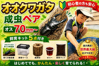 【虹色Farm】オオクワガタ&nbsp;成虫ペア(オス70ｍｍ～)～初心者の方も安心！飼育キット５点付(育て方解説書・飼育ケース・産卵木・ゼリー・飼育マット)～｜京都&nbsp;クワガタ&nbsp;人気［&nbsp;クワガタ&nbsp;オオクワガタ&nbsp;成虫&nbsp;ペア&nbsp;オス&nbsp;メス&nbsp;飼育キット&nbsp;説明書付&nbsp;人気&nbsp;おすすめ&nbsp;自由研究&nbsp;夏休み&nbsp;体験&nbsp;自然&nbsp;昆虫&nbsp;虫&nbsp;お取り寄せ&nbsp;通販&nbsp;送料無料&nbsp;ふるさと納税&nbsp;］