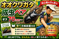 【虹色Farm】オオクワガタ&nbsp;成虫ペア(オス70ｍｍ～)～初心者の方も安心！育て方解説書付き～｜京都&nbsp;クワガタ&nbsp;人気［&nbsp;クワガタ&nbsp;オオクワガタ&nbsp;成虫&nbsp;ペア&nbsp;オス&nbsp;メス&nbsp;飼育キット&nbsp;説明書付&nbsp;人気&nbsp;おすすめ&nbsp;自由研究&nbsp;夏休み&nbsp;体験&nbsp;自然&nbsp;昆虫&nbsp;虫&nbsp;お取り寄せ&nbsp;通販&nbsp;送料無料&nbsp;ふるさと納税&nbsp;］