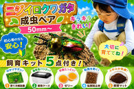 【虹色Farm】ニジイロクワガタ&nbsp;成虫ペア(50ｍｍ～)&nbsp;～初心者の方も安心！飼育キット５点付(育て方解説書・飼育ケース・ゼリー・転倒防止材・飼育マット)～｜京都&nbsp;クワガタ&nbsp;人気［&nbsp;クワガタ&nbsp;ニジイロクワガタ&nbsp;成虫&nbsp;ペア&nbsp;オス&nbsp;メス&nbsp;飼育キット&nbsp;説明書付&nbsp;人気&nbsp;おすすめ&nbsp;自由研究&nbsp;夏休み&nbsp;体験&nbsp;自然&nbsp;昆虫&nbsp;虫&nbsp;お取り寄せ&nbsp;通販&nbsp;送料無料&nbsp;ふるさと納税&nbsp;］