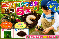 【虹色Farm】ニジイロクワガタ&nbsp;幼虫５匹&nbsp;～初心者の方も安心！飼育キット２点付(育て方解説書・飼育マット)｜京都&nbsp;クワガタ&nbsp;人気［&nbsp;クワガタ&nbsp;ニジイロクワガタ&nbsp;幼虫&nbsp;5匹&nbsp;飼育キット&nbsp;説明書付&nbsp;人気&nbsp;おすすめ&nbsp;自由研究&nbsp;夏休み&nbsp;体験&nbsp;自然&nbsp;昆虫&nbsp;虫&nbsp;お取り寄せ&nbsp;通販&nbsp;送料無料&nbsp;ふるさと納税&nbsp;］
