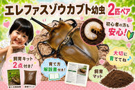 【虹色Farm】エレファスゾウカブト&nbsp;幼虫2匹(ペア)&nbsp;～初心者の方も安心！飼育キット２点付(育て方解説書・飼育マット)｜京都&nbsp;カブト&nbsp;人気［&nbsp;カブトムシ&nbsp;エレファスゾウカブト&nbsp;幼虫&nbsp;ペア&nbsp;オス&nbsp;メス&nbsp;飼育キット&nbsp;説明書付&nbsp;人気&nbsp;おすすめ&nbsp;自由研究&nbsp;夏休み&nbsp;体験&nbsp;自然&nbsp;昆虫&nbsp;虫&nbsp;お取り寄せ&nbsp;通販&nbsp;送料無料&nbsp;ふるさと納税&nbsp;］