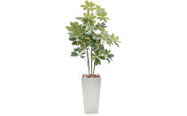 人工観葉植物&nbsp;カポック斑入り&nbsp;140cm&nbsp;樹脂鉢Lサイズ白&nbsp;SC触媒加工済