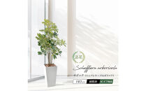 人工観葉植物&nbsp;カポック斑入り&nbsp;140cm&nbsp;樹脂鉢Lサイズ白&nbsp;SC触媒加工済