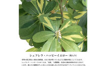 人工観葉植物&nbsp;カポック斑入り&nbsp;140cm&nbsp;樹脂鉢Lサイズ白&nbsp;SC触媒加工済