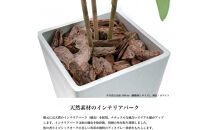 人工観葉植物&nbsp;カポック斑入り&nbsp;140cm&nbsp;樹脂鉢Lサイズ白&nbsp;SC触媒加工済