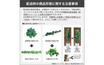 人工観葉植物&nbsp;カポック斑入り&nbsp;140cm&nbsp;樹脂鉢Lサイズ白&nbsp;SC触媒加工済