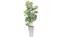 人工観葉植物&nbsp;カポック斑入り&nbsp;160cm&nbsp;樹脂鉢Lサイズ白&nbsp;SC触媒加工済