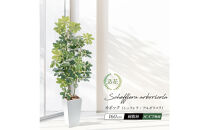 人工観葉植物&nbsp;カポック斑入り&nbsp;160cm&nbsp;樹脂鉢Lサイズ白&nbsp;SC触媒加工済