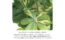 人工観葉植物&nbsp;カポック斑入り&nbsp;160cm&nbsp;樹脂鉢Lサイズ白&nbsp;SC触媒加工済
