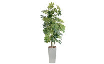 人工観葉植物&nbsp;カポック斑入り&nbsp;185cm&nbsp;樹脂鉢Lサイズ白&nbsp;SC触媒加工済