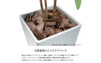 人工観葉植物&nbsp;カポック斑入り&nbsp;185cm&nbsp;樹脂鉢Lサイズ白&nbsp;SC触媒加工済