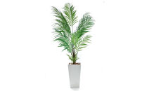人工観葉植物&nbsp;アレカパーム175cm&nbsp;樹脂鉢Lサイズ白&nbsp;SC触媒加工済