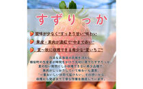 初夏を告げる！北海道　様似町産　すずりっか　600g（300g×2セット）
