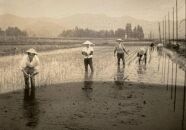 【定期便】【令和7年産】10kg×3ヶ月　最高金賞受賞&nbsp;&nbsp;栽培期間中農薬5割減栽培　南魚沼産コシヒカリ「こまがた家のお米」