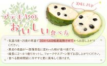 【先行予約】※数量限定　農薬未使用　森のアイスクリーム　アテモヤ2kg～2.4kg（凡そ5玉～8玉）【ポイント交換専用】