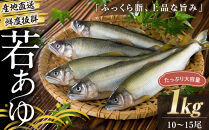若あゆ（冷蔵配送）1kg（10尾～15尾）OGATA養殖技術研究所&nbsp;南紀白浜