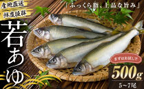 若あゆ（冷蔵配送）500g（5尾～7尾）OGATA養殖技術研究所&nbsp;南紀白浜