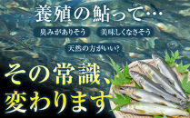 若あゆ（冷蔵配送）500g（5尾～7尾）OGATA養殖技術研究所&nbsp;南紀白浜